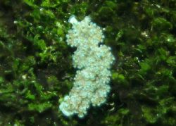 lettuce clug hiding by Chuck Duran 